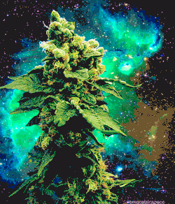 weed<cats<cats in space<cats in space with weed.