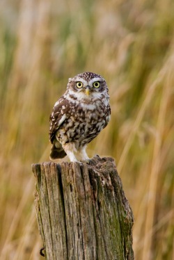 heaven-ly-mind:  Little Owl (Athene noctua) by Andrew Bertram on