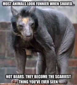 fatboyracer:  bacon-radio:  @tentoze  Who the FUCK shaves a bear..!!