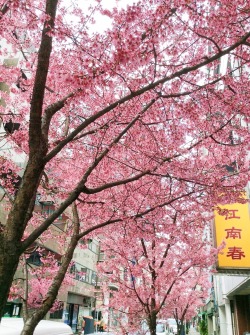 seigakun: the full bloom of 桜 in the streets of 人形町；日本 