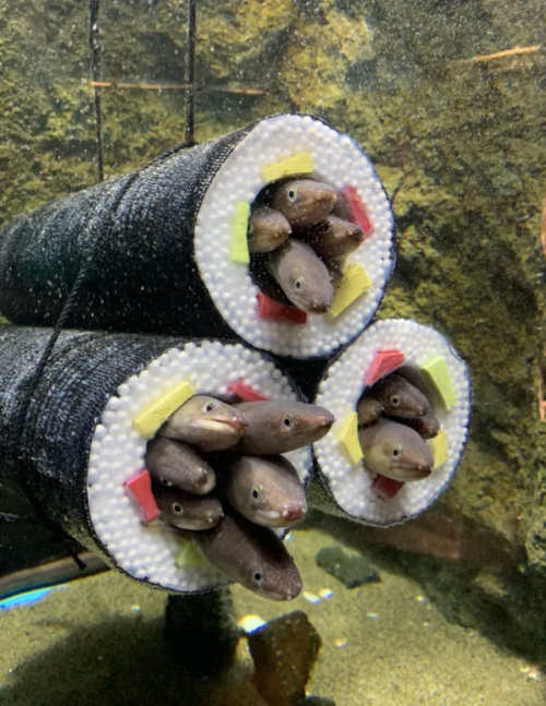 chewedcorn:“Aquarium Installs Sushi Roll Cylinders For Eels
