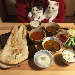 mustardtigress:  The amazing dishes and cats of naomiuno. 