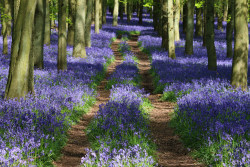 wanderthewood:  Dockey Wood, Hertfordshire, England by Shooting