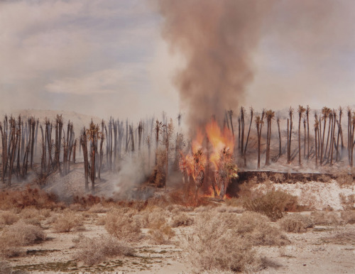 joeinct:Desert Fire #1 (Burning Palms), Photo by Richard Misrach,