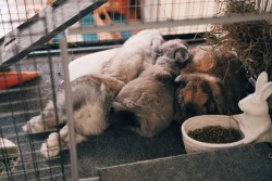 ghibli-bunny:  Sleepy times