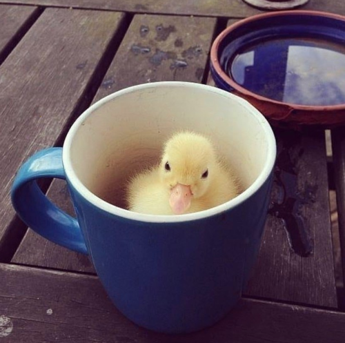 thesassyducks:Duck in a mug