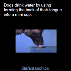 ultrafacts:  10 Facts about dogs and why they are amazing. Want