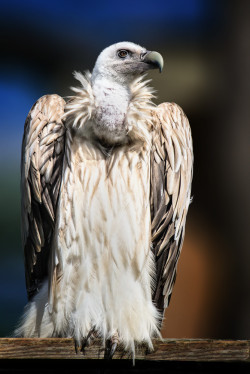 llbwwb:   (via 500px / Griffon Vulture (Gyps fulvus) by Jean-Claude