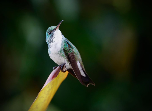 lowcountry-gothic:  Morning bath of the Plain-bellied emerald.