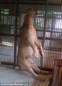adoptpets:  Lion found hanging in its cage becomes the latest