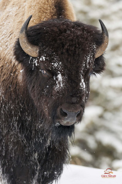 jaws-and-claws:  Face to Face with Bison by Glatz Nature Photography