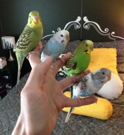 unichronicorn:  a bird in the hand is worth four in the hand