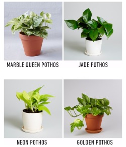 wild-flowers:  planthoardersanonymous:  Pothos are beautiful