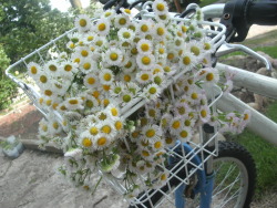 tessmilom:  First wild chamomile harvest of the year. 