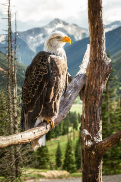 travelgurus:       Bald Eagle with Ouray, Colorado in the