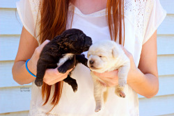 jamiewut:  my cousin’s puppies are cuties don’t delete this
