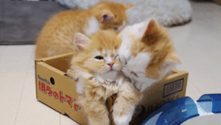 catbountry:  Tiny kitten demonstrates expert throat-slitting