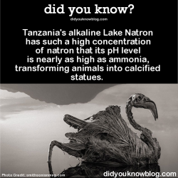 did-you-kno:  Tanzania’s alkaline Lake Natron has such a high