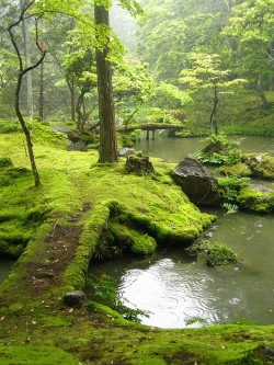 nice-pictures21:  Moss Bridges, Ireland (via source) 