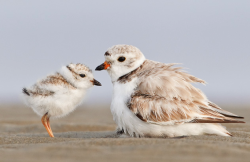 awkwardsituationist:  a mother piping plover on massachusetts’s