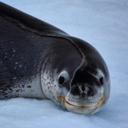 sexhaver:  slushyseals:   A leopard seal waking up from a nap