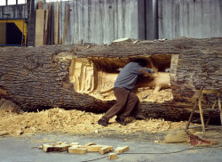 hauteconstruire: Guiseppe Penone - Cedro di Versailles. 2000-2003