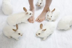 cute-overload:  We’ll be Your Slippers!http://cute-overload.tumblr.com