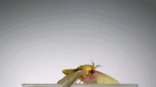 blondebrainpower:Rosy Maple Moth