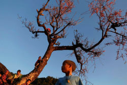 unrar:  Naga boys climb a tree to collect cherry blossom in Yansi
