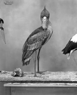 fieldmuseumphotoarchives:  ShoeBill derives its name from its