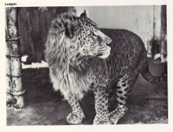 mugglesandmagic:  This is a Leopon, it’s the offspring of