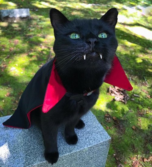 magistralucis:  fluffygif:  Caturday before Halloween 🎃 @love-and-pigeons!