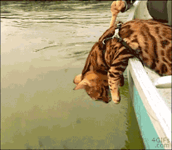 4gifs:Bengal cat loves canoeing adventures. [video]