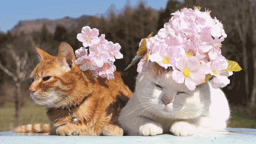timaeustestifed:  pretty-pet-lovers: Various gorgeous looks of