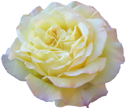 transparent-flowers:  Hybrid Rose. “Peace.” 