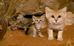 tumblunni:  awesome-picz:    Rare Wild Cat Species You Probably