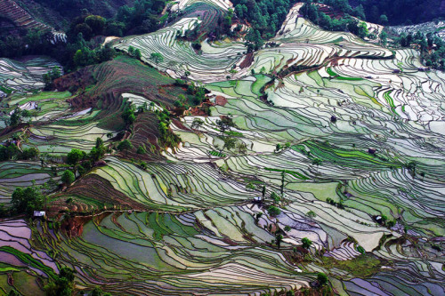 nubbsgalore:  the remote, secluded and little known rice terraces of yuanyang county in chinaâ€™s yunnan province were built by the hani people along the contours of ailao mountain range five hundred years ago. during the early spring season, the terraces