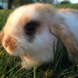 euptelea:  beans first time in the grass 