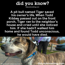 did-you-kno:  A pit bull named Tiger saved his owner’s life.