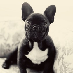 batpigandme:  #genks #frenchies #frenchbulldog #squishyfacecrew