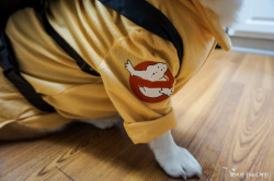 gatsbyadventures:  Who you gonna call? Corgbusters! 