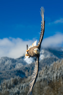 earth-song:  earthandanimals:  Crosswind   Photo by Sitzwohl