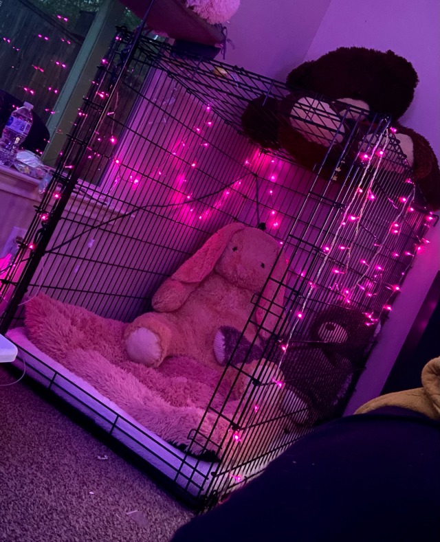 baby-foxx:my cage is just so pink and pretty and fluffy and sighh