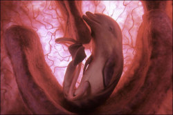 scienceisbeauty:  Cute. Unborn animals in the womb: dolphin, leopard,