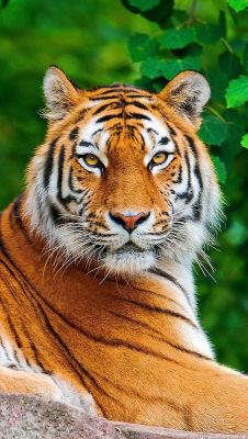 wildlifepower:   T-T-T-TIGERS TIME!!! The tiger (Panthera tigris)