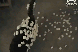 awwww-cute:  Walk of Shame after caught in the packing peanuts