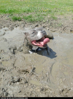 aplacetolovedogs:  Just a very cute and happy dog cooling off