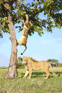 magicalnaturetour:Lion Gets Stuck In A Tree Before His Brother