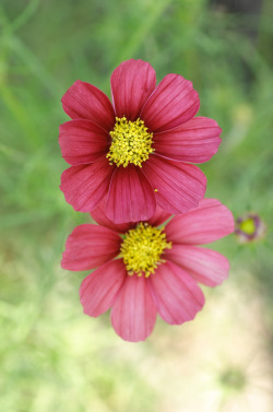 l0stship:  flowers-nature [by Hisako TANAKA] source