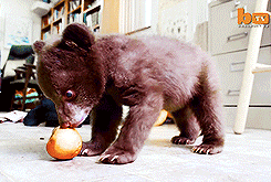 thefrogman:  Tahoe the Orphan Black Bear Cub [video] 